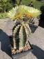 Preview: Astrophytum ornatum